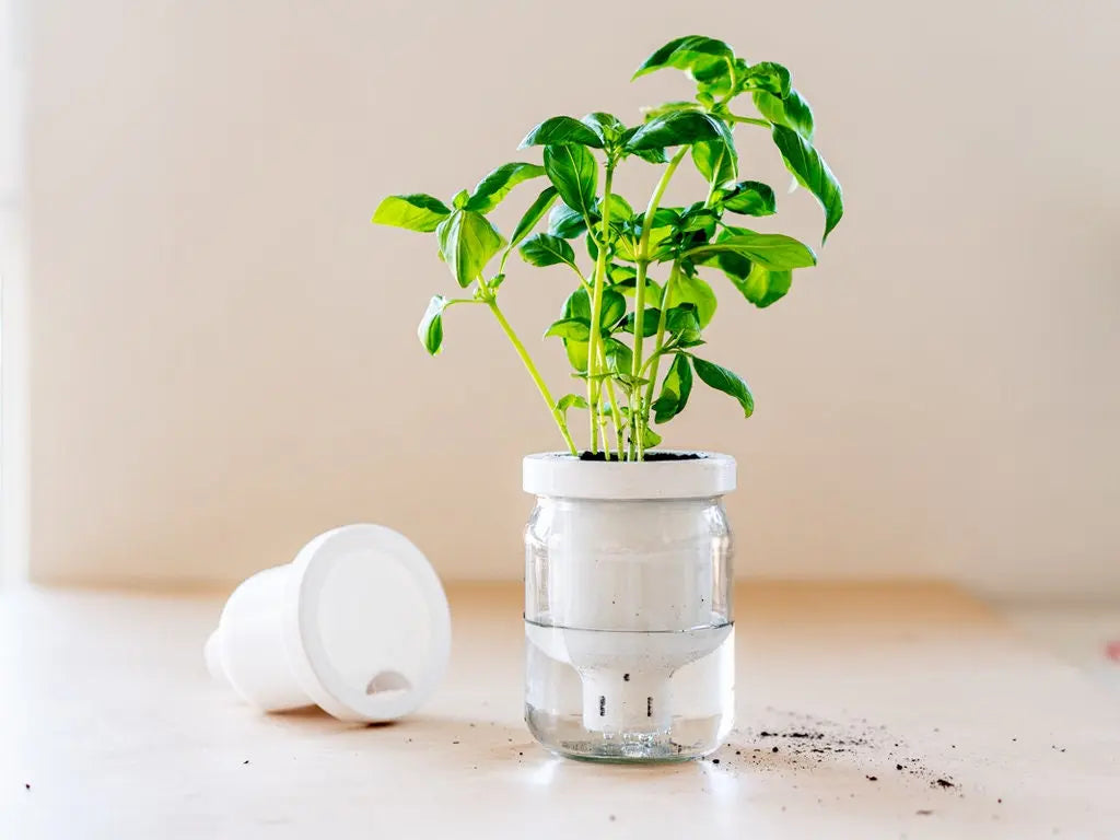 Self-Watering Planter Jar